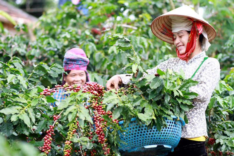 Đến nay tỉnh Sơn La đã có 4 sản phẩm cà phê được cấp quyết định công nhận sản phẩm OCOP; trong đó, có 1 sản phẩm đạt 5 sao, 3 sản phẩm đạt 4 sao.