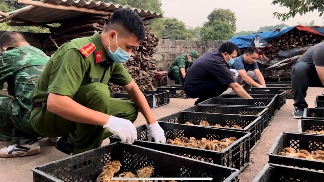 Lạng Sơn: Gia cầm nhập lậu gia tăng cả về tần suất vận chuyển và số lượng gia cầm giống