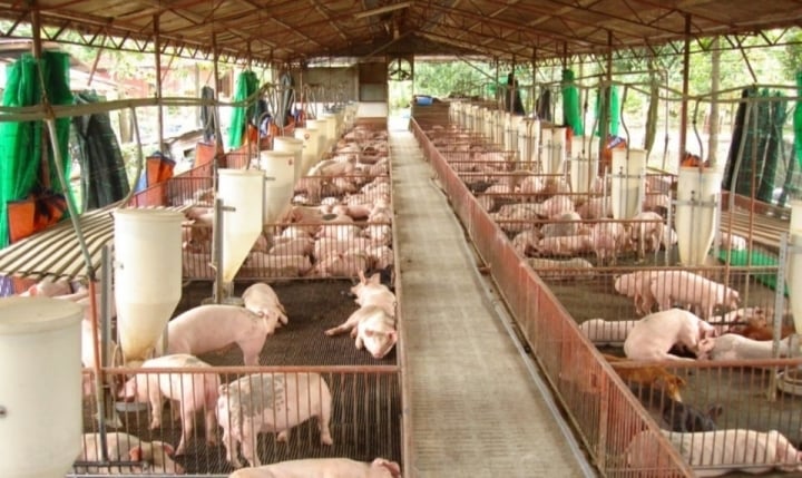 Giá heo hơi hôm nay 28/10: Tiếp tục giảm tại một số tỉnh khu vực miền Bắc và miền Nam