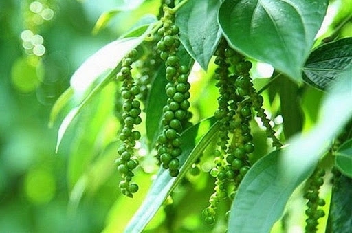 Giá tiêu hôm nay 16/3: Giảm tại nhiều địa phương