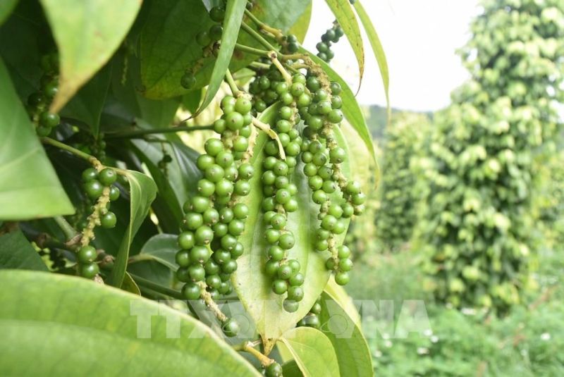 Giá tiêu hôm nay 11/5: Tiếp tục neo cao, Gia Lai và Đồng Nai tăng nhẹ