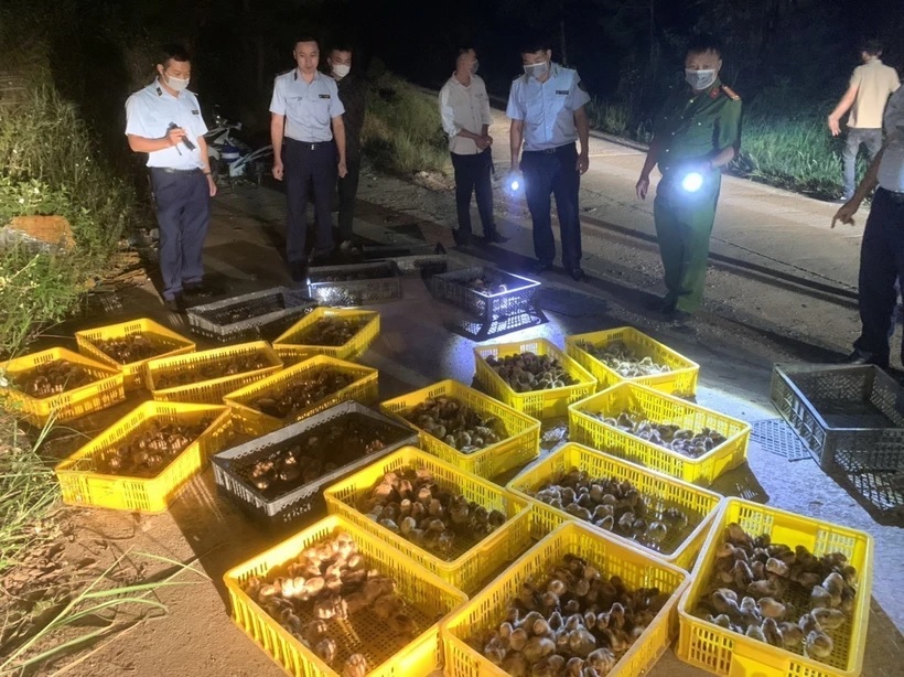Tăng cường ngăn chặn vận chuyển trái phép động vật, sản phẩm động vật qua biên giới vào Việt Nam