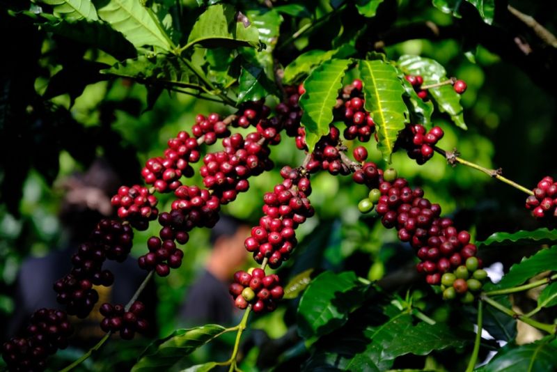 Giá cà phê hôm nay 8/3: Trong nước giảm mạnh tới 3,500 đồng/kg