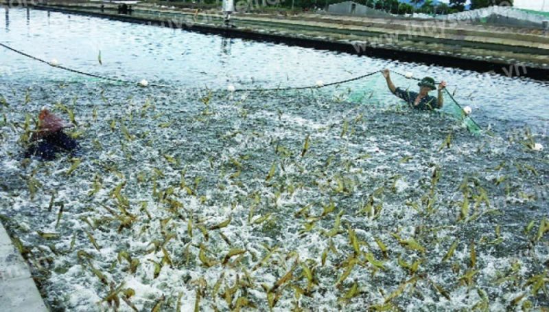 Nâng cao hơn nữa giá trị từ con tôm và phát triển ngành tôm bền vững