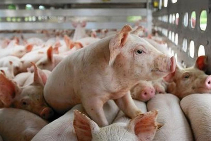 Giá heo hơi hôm nay 18/2: Miền Bắc đã mất giá 72.000 đồng/kg
