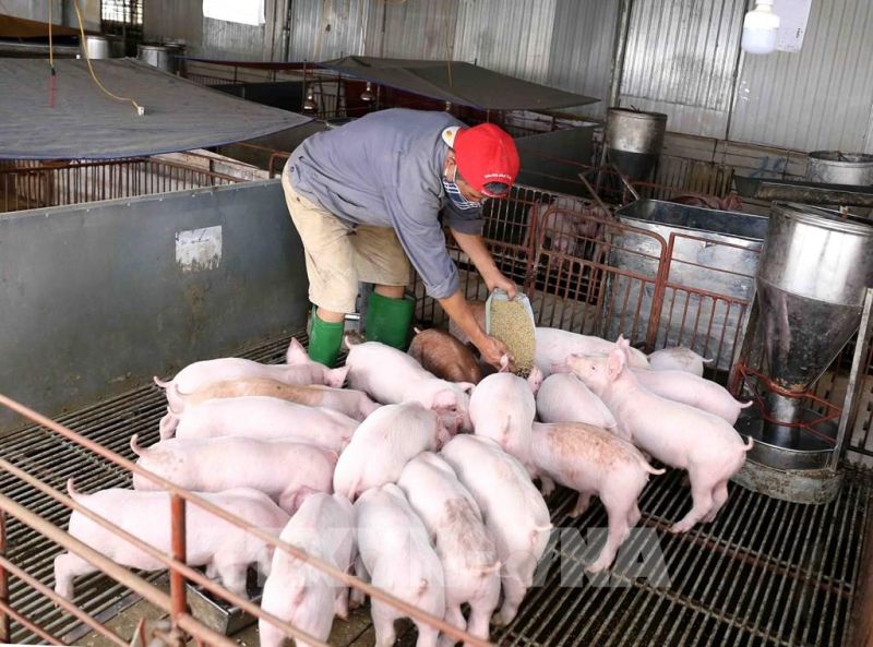 Giá heo hơi hôm nay 8/3: Thị trường lặng sóng, miền Nam giữ mức cao nhất 69.000 đồng/kg