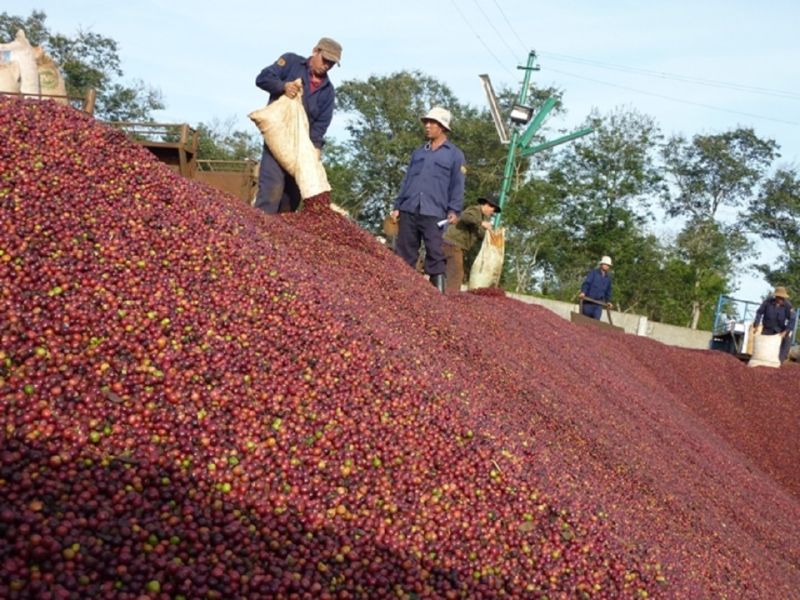 Giá cà phê hôm nay 22/3: Thị trường rớt giá từ 1,200 đến 1,500 đồng/kg