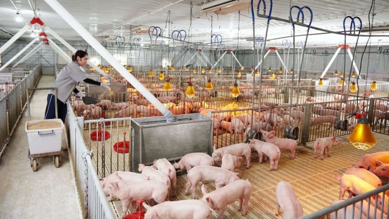 Giá heo hơi hôm nay 16/3: Tiếp tục giảm giá