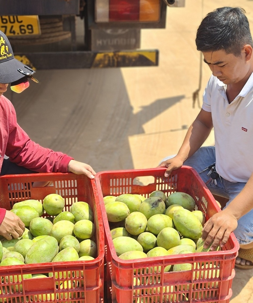 Tây Ninh thu giữ 6 tấn xoài nhập lậu