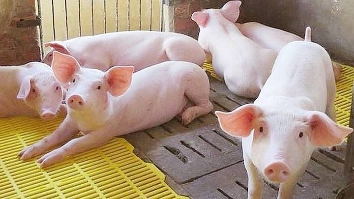 Giá heo hơi hôm nay 23/2: Tăng mạnh lên tới 76.000 đồng/kg