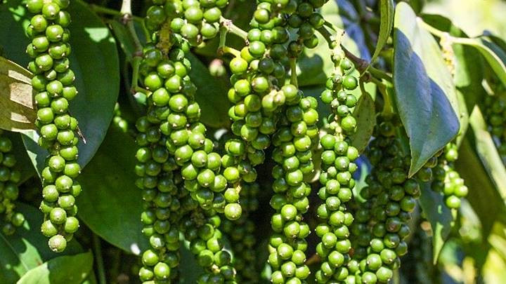 Giá tiêu hôm nay 9/3: Thấp nhất 159,000 đồng/kg, thị trường ổn định