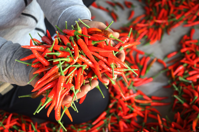 Xuất khẩu ớt Việt Nam sang Trung Quốc tăng cao