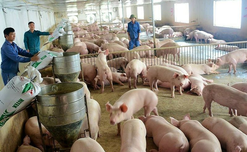 Giá heo hơi hôm nay 30/3: Miền Bắc rơi về đáy 66.000 đồng/kg