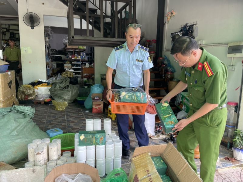 Lai Châu: Xử phạt hộ kinh doanh tam thất không rõ nguồn gốc