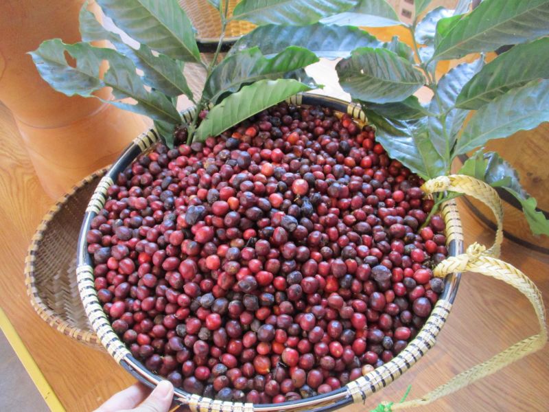 Giá cà phê hôm nay 5/3: Tăng mạnh đến 3,000 đồng/kg tại thị trường nội địa