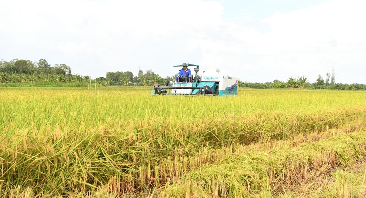 Tin vui: Trồng lúa theo mô hình thí điểm 1 triệu ha, nông dân thu lợi gần 50 triệu/ha