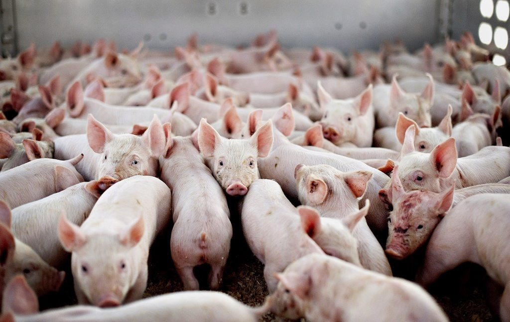 Giá heo hơi hôm nay 17/9: Tăng rải rác 1.000 đồng/kg
