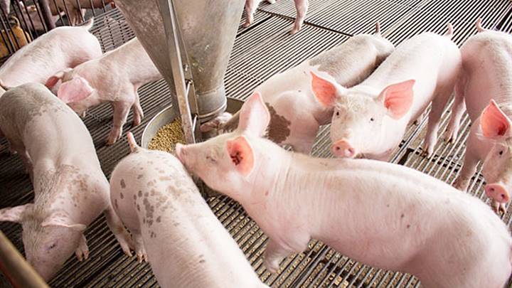 Giá heo hơi hôm nay 26/9: Tăng giảm trái chiều
