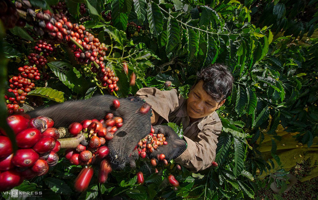 Giá tiêu hôm nay 6/9: Indonesia tăng giá, thị trường thế giới khởi sắc