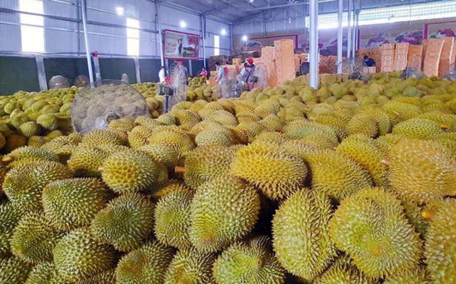 Giá sầu riêng hôm nay 19/10: Thị trường duy trì ở mức cao