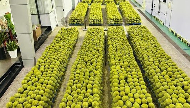 Giá sầu riêng hôm nay 24/10: Thị trường nối tiếp đà tăng, Ri6 A, B tăng mạnh