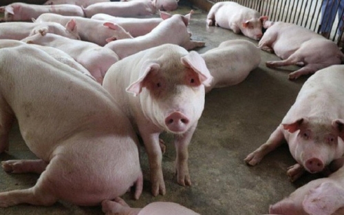 Giá heo hơi hôm nay 30/10: Trong khoảng 58.000 - 63.000 đồng/kg