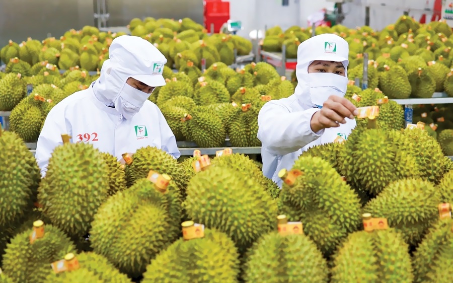 Giá sầu riêng hôm nay 4/11: Thị trường ở mức cao, Ri6 A có giá 163.000 đồng/kg