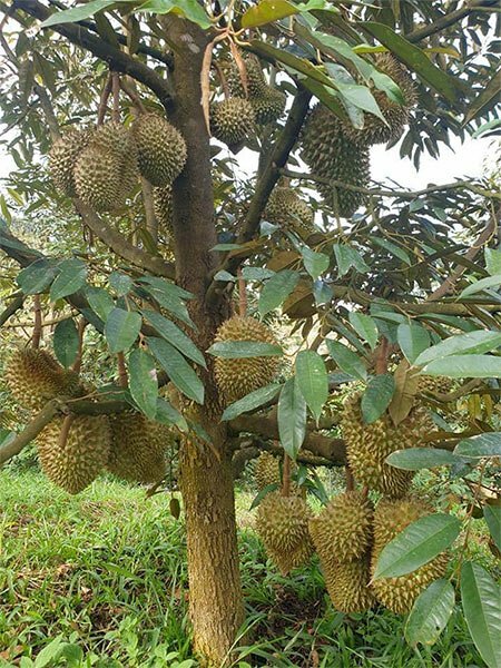 Giá sầu riêng hôm nay 16/11: Sầu riêng Musang King  tăng 5.000 đồng
