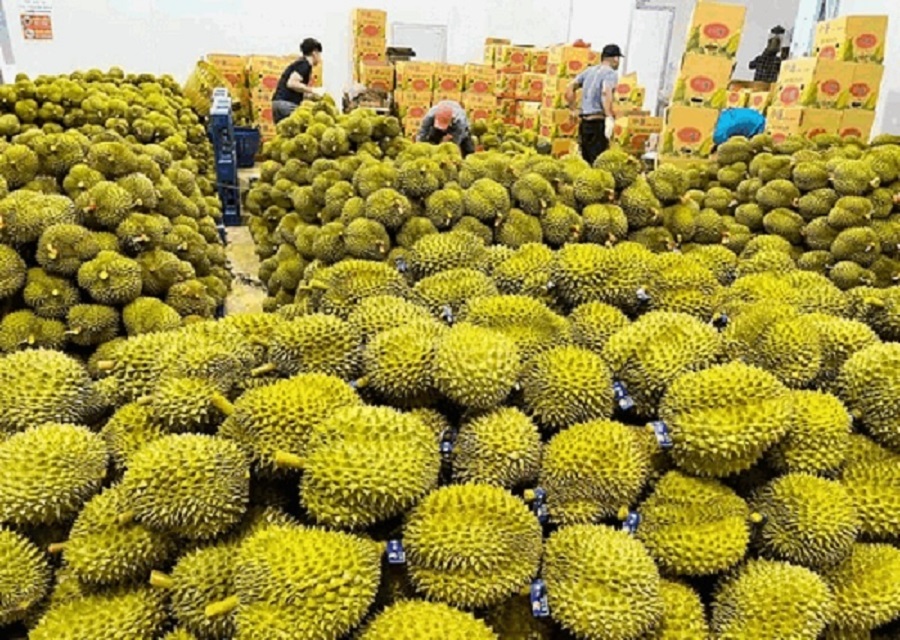 Giá sầu riêng hôm nay 23/11: Thị trường có nhiều biến động