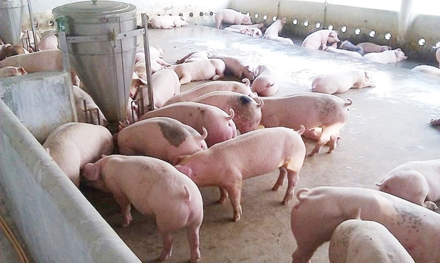 Giá heo hơi hôm nay 27/11: Biến động trái chiều