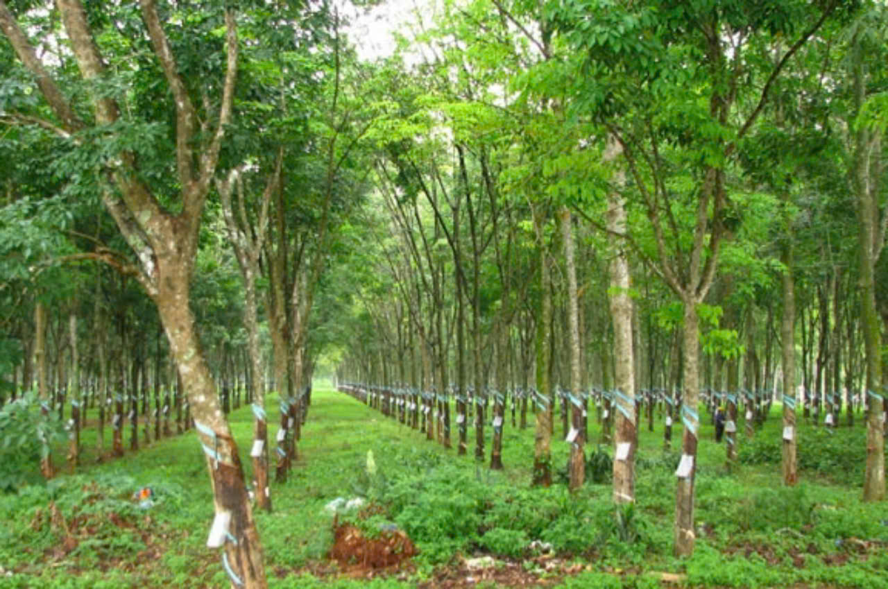 Giá cao su hôm nay 4/12: Tăng đồng loạt