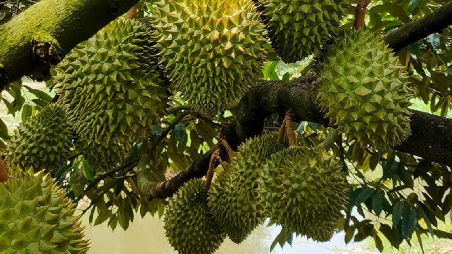 Giá sầu riêng hôm nay 6/12: Ri6 giảm mạnh