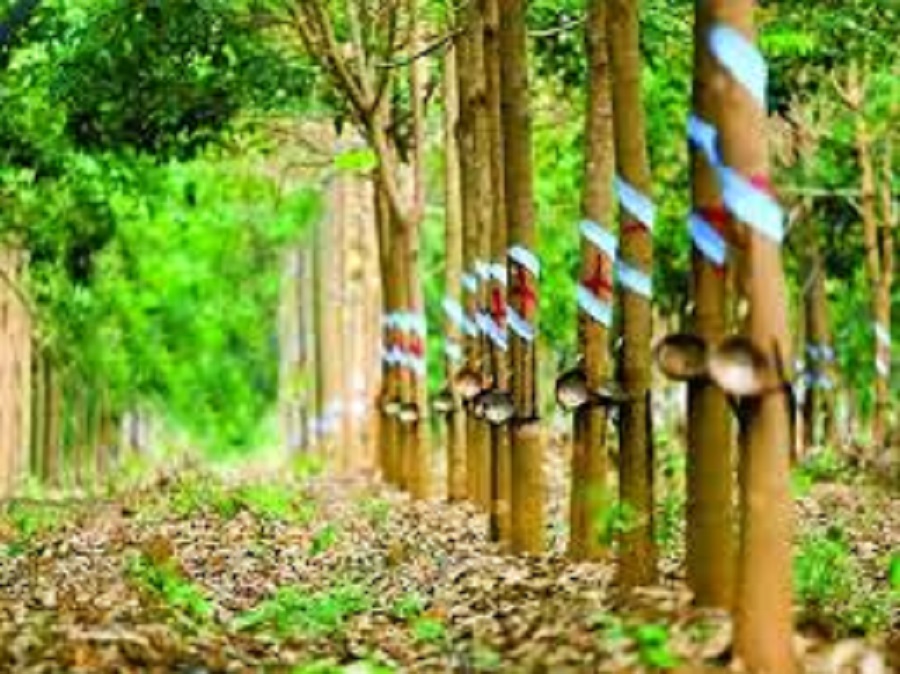 Giá cao su hôm nay 9/12: Tăng trên sàn Singapore