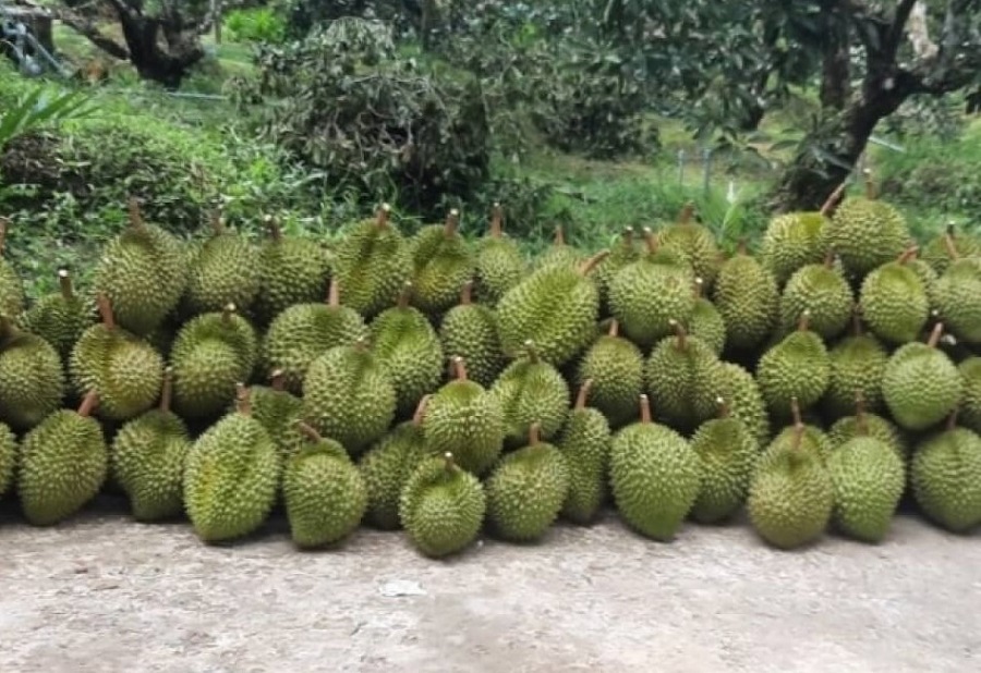 Giá sầu riêng hôm nay 9/12: Thị trường tăng, sầu Thái A có giá 165.000 đồng/kg
