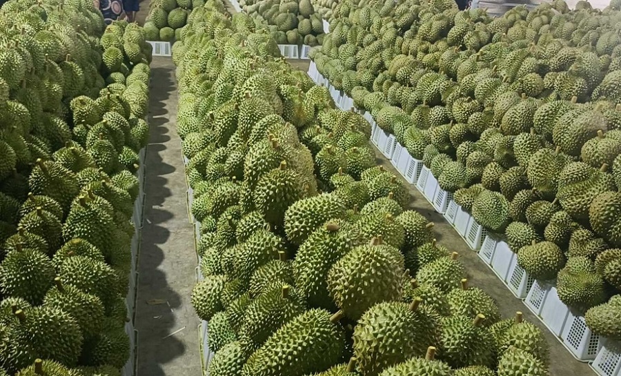 Giá sầu riêng hôm nay 10/12: Ri6 A tăng 7.000 đồng/kg