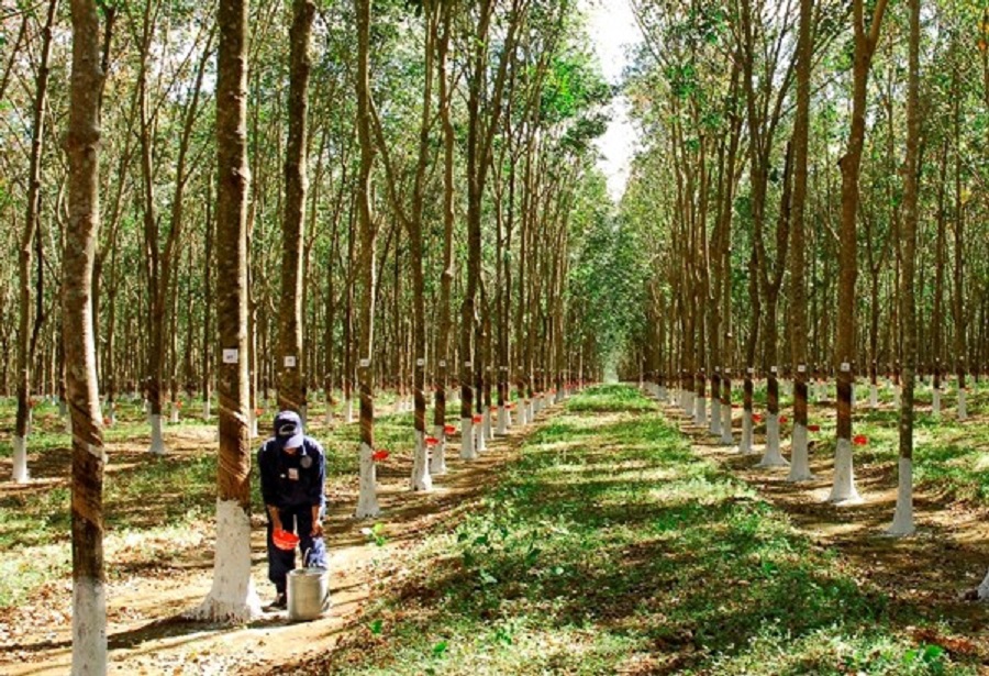 Giá cao su hôm nay 11/12: Giảm trên các sàn giao dịch