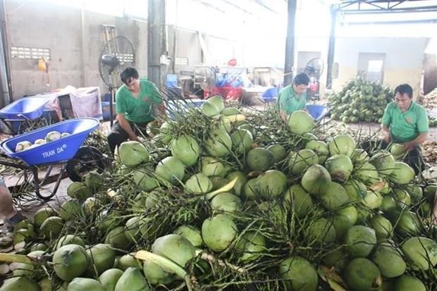 Xuất khẩu dừa sẽ vượt mốc 1 tỷ USD trong năm 2024