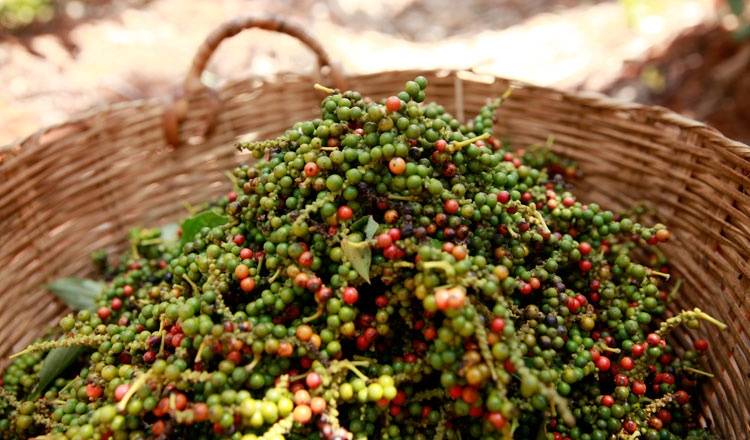 Giá tiêu hôm nay 27/12: Tăng 1.000 đồng/kg