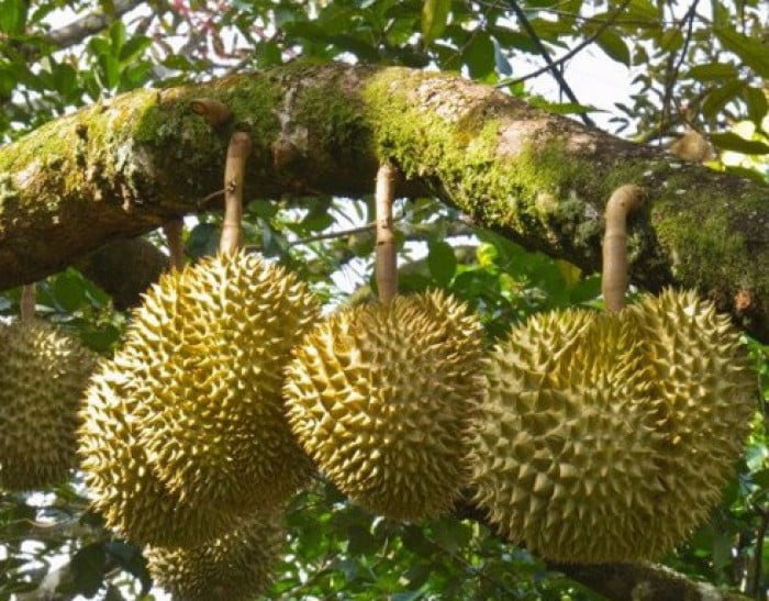 Giá sầu riêng hôm nay 30/12: Sầu Thái tăng trở lại