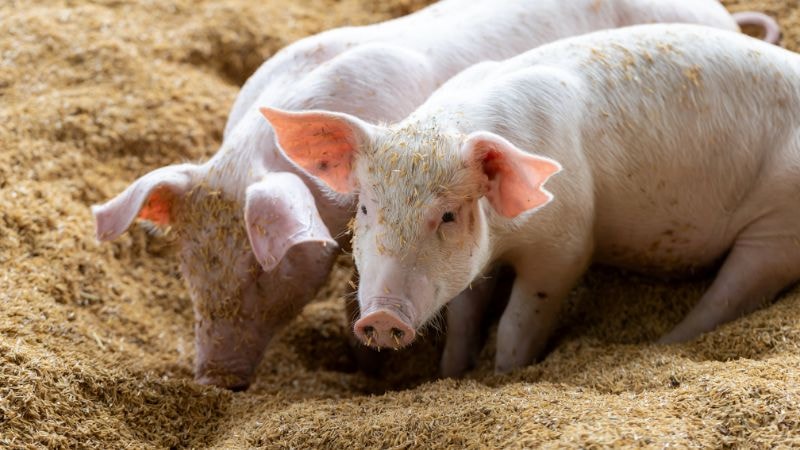 Giá heo hơi hôm nay 8/2: Cao nhất tại 72.000 đồng/kg tại thị trường miền Nam