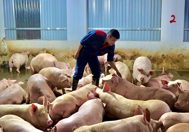 Giá heo hơi hôm nay 4/1/2025: Cao nhất 69.000 đồng/kg