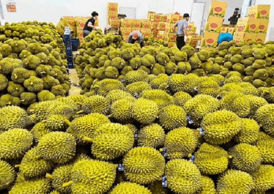 Giá sầu riêng hôm nay 12/1: Giảm ngày thứ hai liên tiếp