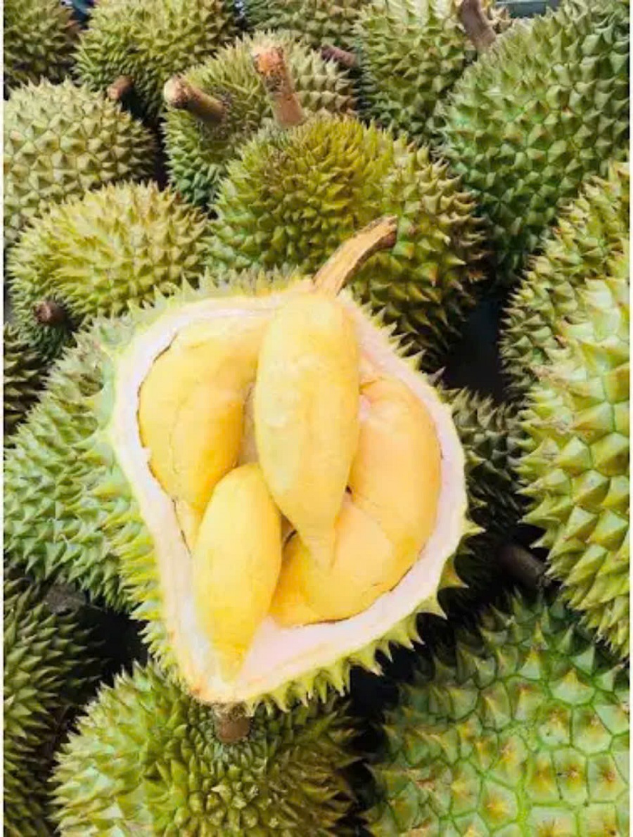 Giá sầu riêng hôm nay 29/1: Sầu Thái A có giá từ 65.000 – 75.000 đồng/kg