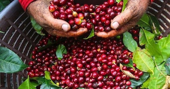 Giá cà phê hôm nay 28/1: Giảm nhẹ