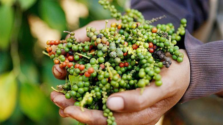 Giá tiêu hôm nay 28/1: Không có thay đổi so với hôm qua