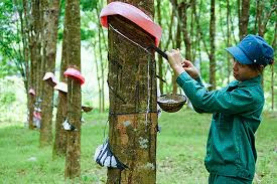 Giá cao su hôm nay 12/2: Đồng loạt giảm trên các sàn giao dịch châu Á
