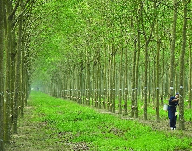 Giá cao su hôm nay 14/2: Quay đầu giảm trên các sàn giao dịch