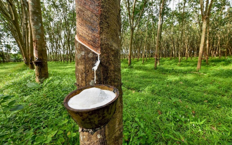 Giá cao su hôm nay 21/2: Tiếp tục tăng ở Thượng Hải, Singapore, sàn Tocom, tại Thái Lan quay đầu giảm