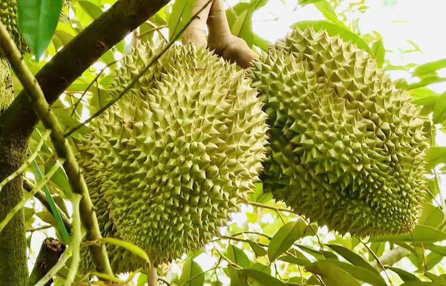 Giá sầu riêng hôm nay 21/2: Sầu Thái A tăng 3.000 đồng/kg