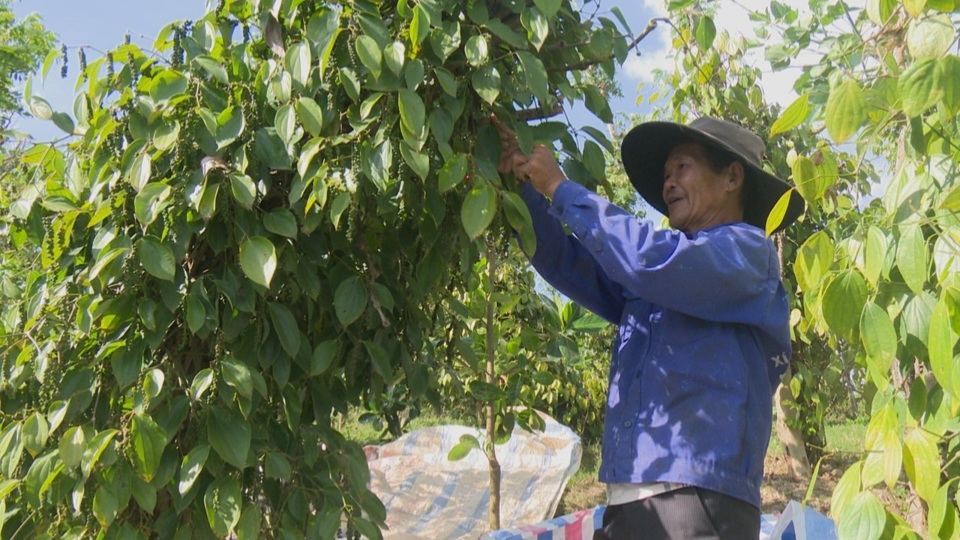 Giá tiêu hôm nay 21/2: Tiếp tục neo cao, cao nhất 162,500 đồng/kg